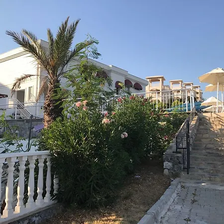 Amber 29